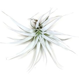 Colored Capitata Air Plant, Tillandsia Air Plant, Airplant, Air Purification, House Plant, Home Decor & Gift, Live Plant (White)