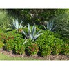 Super Blue Agave Americana, Century Plant - Size: 6in Pot,