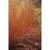 1000 Little Bluestem Native American Ornamental, Prairie Grass Seeds -