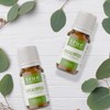 Aceite Esencial Eucalipto 15ml True Essentials, colección de Aceites Esenciales