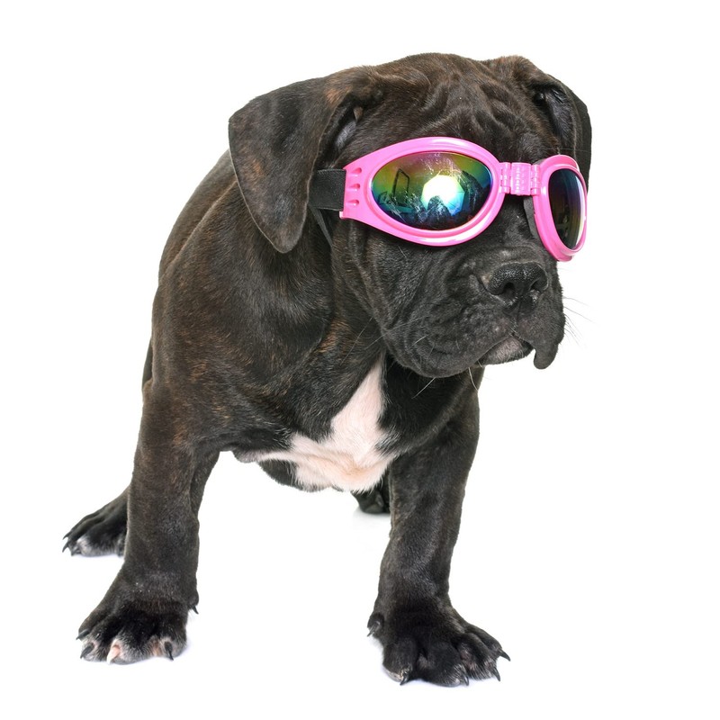 HIXNUG Pet Goggles Adjustable Strap Dog Goggles Wind Dust Fog