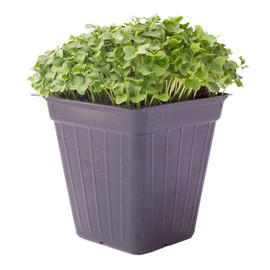 Kale Microgreens Seeds - 1 Oz ~8000 Seeds - Non-GMO - Seeds for Growing Micro Greens - Premium, High Germination Rate Seeds - Brassica oleracea