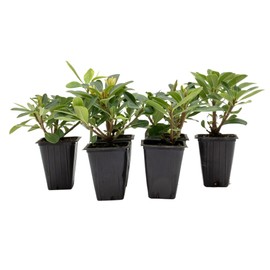 6 Wheeler’s Dwarf Shrubs | Live Plants in 2.5-inch Nursery Cubes | Pittosporum Tobira Variety | Hardy Drought-Tolerant Evergreen | Compact Hedges and Bushes for Home and Garden Landscaping