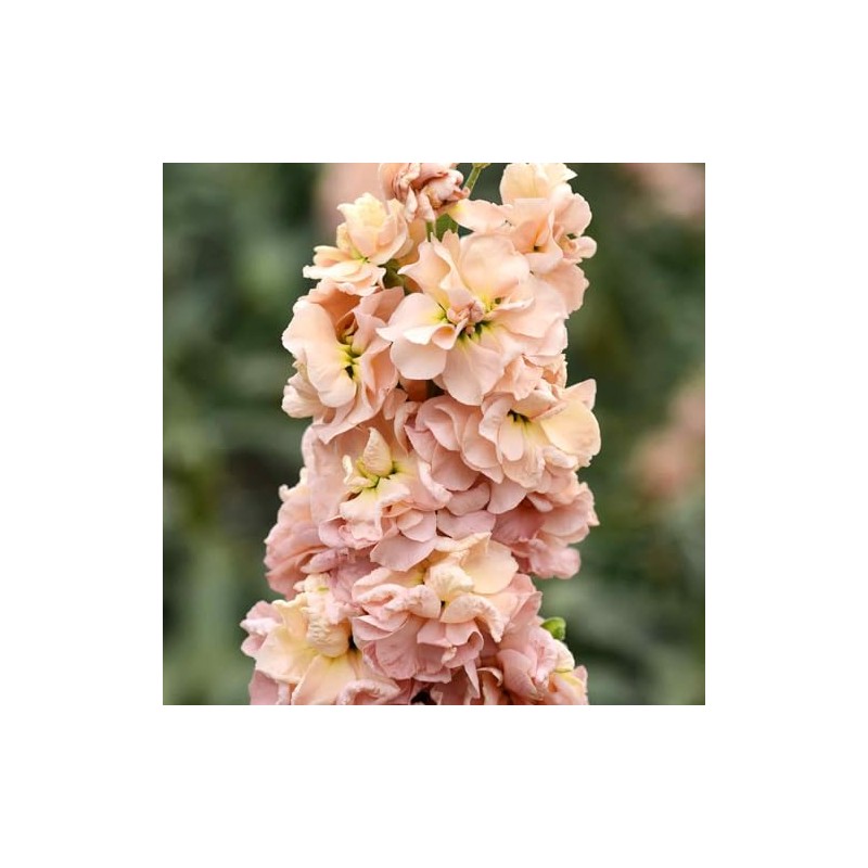 Eden Brothers Stock Seeds - Apricot
