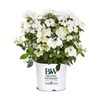 2g Proven Winners Hydrangea Fairytrail Bride Shrub