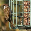 The Nuttery ORGN03 Original Nut Squirrel Proof Bird Feeder, Ocean