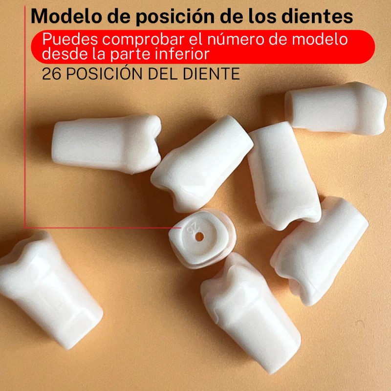 Paquete Dientes Compatibles Nissin Tipodonto