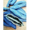 Blue Sausage Fruit Tree Seeds - Edible & Ornamental Shrub