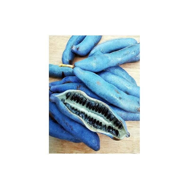 Blue Sausage Fruit Tree Seeds - Edible & Ornamental Shrub