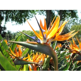 Strelitzia Reginae, flowering Bird of Paradise exotic Crane Flower seed 15 seeds