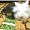 WinniGuineaPoo Rabbit Toys WinniGuineaPoo Hay Roller Hay Feeder Bunny Forage