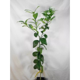 Tree Meyer Lemon Tree - 26-30" Tall - Live Fruit Plant - Gallon Pot - Citrus × meyeri