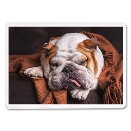 English Bulldog Sleeping on Couch Photography A-90753 90753 (Playing Card Deck, 52 Card Poker Size with Jokers)