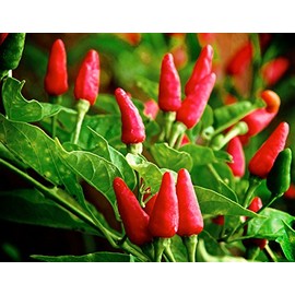 Harley Seeds 30+ Tabasco Hot Pepper Seeds Heirloom Non-GMO Red Chili Spicy, Rich Flavor, Productive, from USA