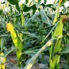 200 pcs "Peaches and Cream" Bi-Color Sweet Corn Seeds, Non