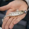 Berkley Pulse Realistic Goby Prerigged Soft Bait Shad with Jig