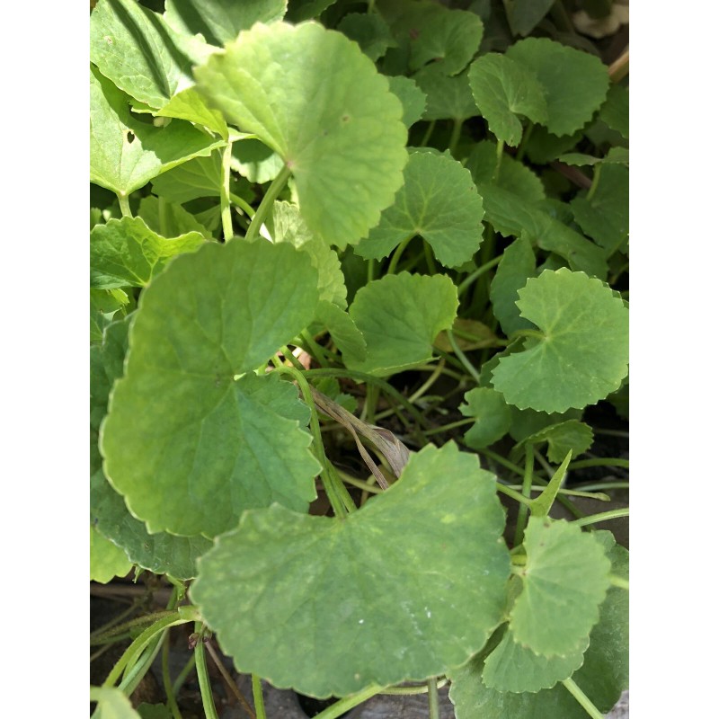 Pennywort 12 Pennywort Gotu Kola Bare Root Live Plant Ready