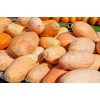 FRONTIER SEED CO USA FANTASTIC FLAVOR Pink Banana Winter Squash