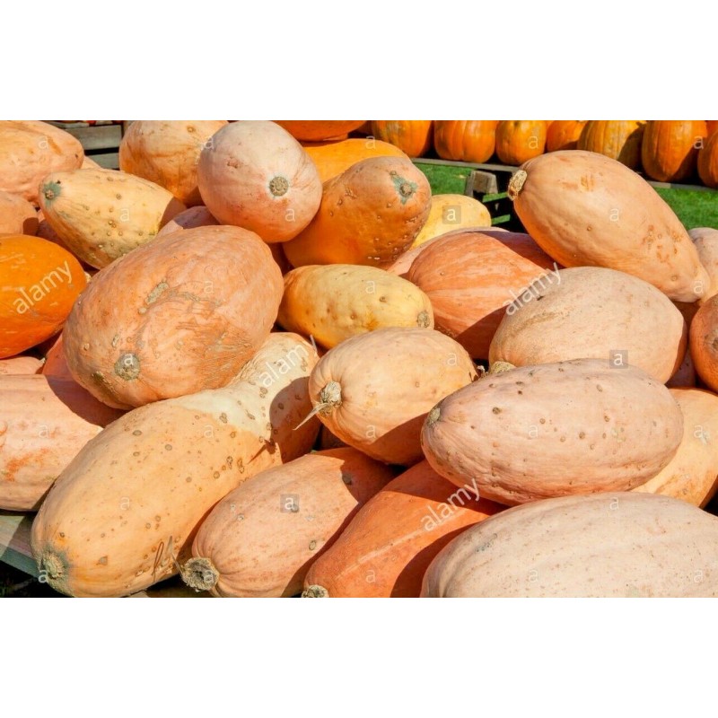 FRONTIER SEED CO USA FANTASTIC FLAVOR Pink Banana Winter Squash