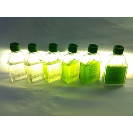 Algae Research Supply Algae Culture-Nannochloropsis, Perfect for School Science Fairs/Projects, Experiments & Classrooms