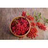 Goji 10 Goji Berry Fresh Cutting 6” Each Stick Ready