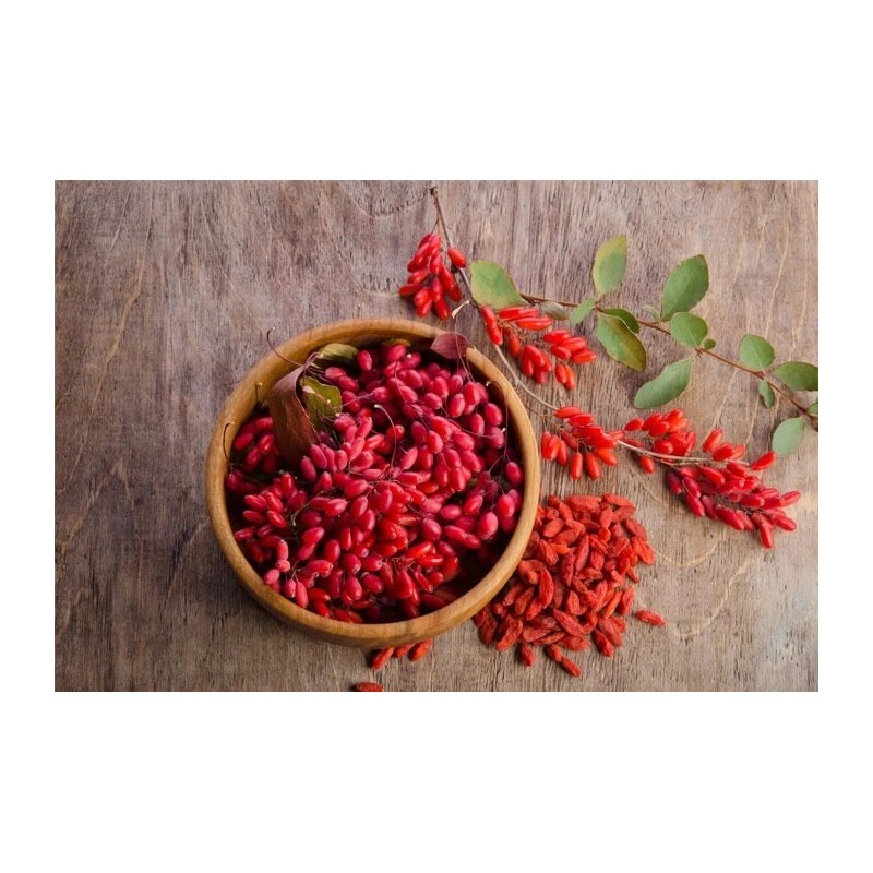 Goji 10 Goji Berry Fresh Cutting 6” Each Stick Ready