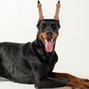 DOITOOL Doberman Dog Ear Posting Kit- Dog Ear Stand Up