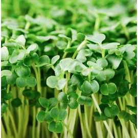 Organic Broccoli Seeds for Sprouting Microgreens – Heirloom, Non GMO Seed Packet to Plant & Grow Organic Broccoli in Home Indoor Hydroponic Gardens – Great Gardening Gift (1 Packet Approx 250 Seeds)