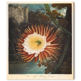 The Oliver Gal Artist Co. Floral Wall Art Canvas Prints 'Night Blooming Cereus' Home Décor, 36" x 45", Orange, Brown