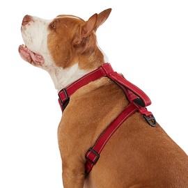 KONG Max Ultra Durable Neoprene Padded Chest Plate Dog Harness Offered by The Barker Company (Red, Medium)
