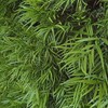 25 Premium Podocarpus Gracilior Seeds - Grow Your Own Exotic
