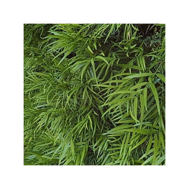 25 Premium Podocarpus Gracilior Seeds - Grow Your Own Exotic