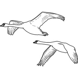 'Flying Swans' Rubber Stamp - Unmounted Design for Crafting & Scrapbooking, A7 (RS00046513)