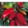 Pepper HOT Fresno Great Heirloom Vegetable by Seed Kingdom 1,500