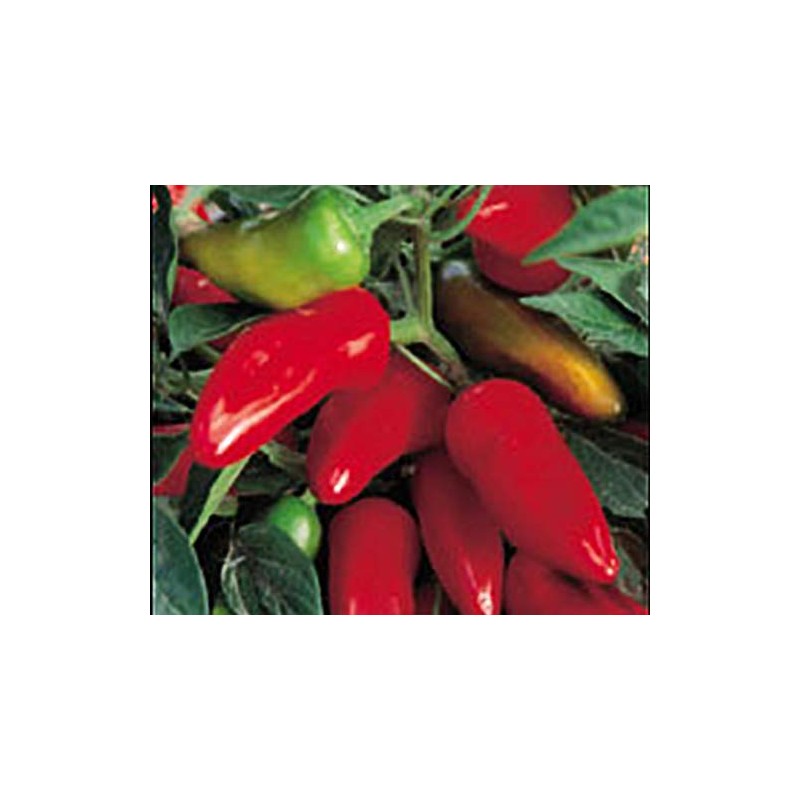 Pepper HOT Fresno Great Heirloom Vegetable by Seed Kingdom 1,500