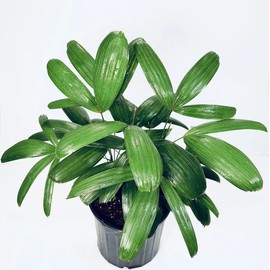 Rhapis excelsa. var. Koban, ‘The Puffy Leaf Japanese Lady Palm’