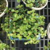 Brussel's Bonsai - Live Dwarf Jade Bonsai Tree in a