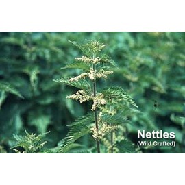 Extric Nettle ec034 Eco Pack 300 mg x 180 capsules