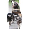 SS11090 Dog Sled Rider Race Snow Dogs Desert Dogs Sleigh