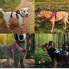 Tail Blazers Anti-Escape Dog Harness. Adjustable No Pull, Reflective, Breathable,