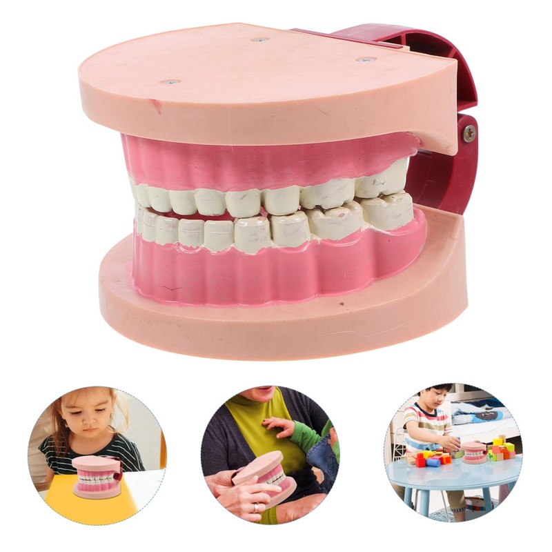 Gatuida Realistic Tooth Teaching Model for Educational Dentist Model for