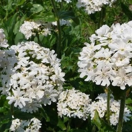 Outsidepride 50000 Seeds Perennial Lychnis Snowstar White Flower Seeds for Planting