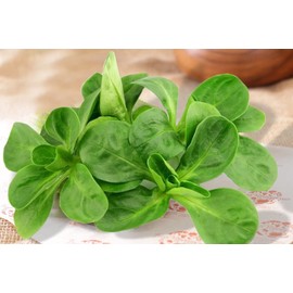 CEMEHA SEEDS - Seeds Corn Salad Lamb's Fetticus Nut Field Lettuce Valerianella Non GMO Vegetable for Planting 500 Seeds