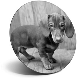 Destination Vinyl ltd Magnet for Refrigerator, Fridge BW - Cute Dachshund Puppy Dog for Office, Cabinet and Whiteboard, Magnetic Stickers, 38678