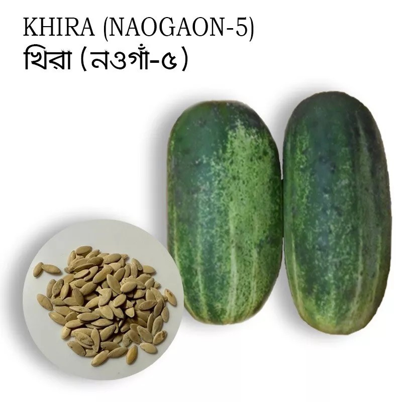 mahin agro KHIRA SEEDS / BROWN CUCUMBER / BROWN RUSSIAN