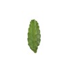 Peruvian Cactus - 10" from California Tropicals