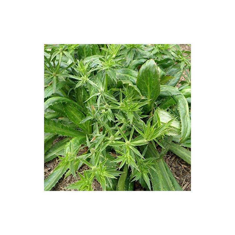 Palm Beach Medicinal Herbs - Culantro (Eryngium foetidum) - Packet