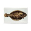 CafePress Flounder Rectangle Magnet, 3"x2" Refrigerator Magnet