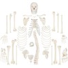Axis Scientific Life-Size Disarticulated Human Skeleton Model, 3 Part Human