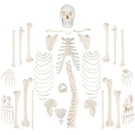 Axis Scientific Life-Size Disarticulated Human Skeleton Model, 3 Part Human Skull, Articulated Bones, Hand and Foot, with Full-Color Detailed Product Manual